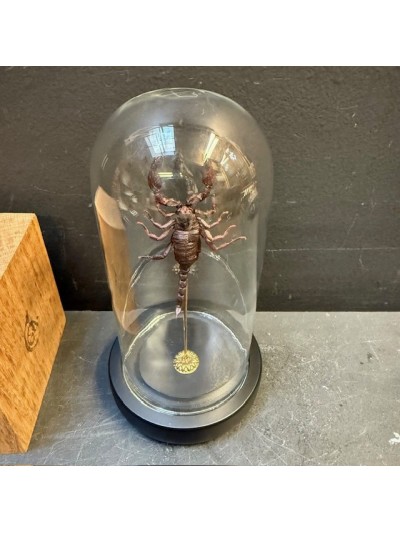 Scorpion spp sous globe en...