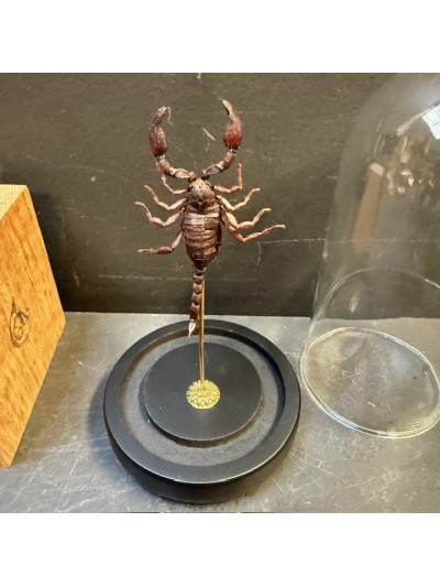 Uropygids - whip scorpion...