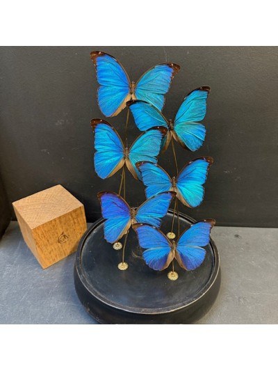 Flight of Morpho menelaus...