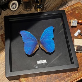 Entomological frame - Morpho Didius butterfly