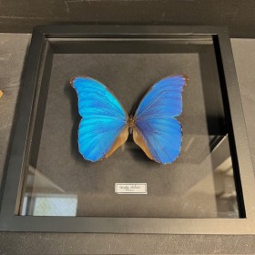 Cadre entomologique - Morpho Didius du Pérou