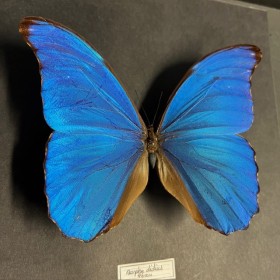 Entomological frame - Morpho Didius butterfly