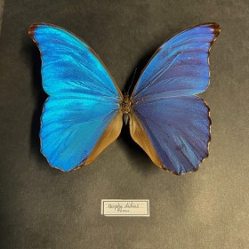 Entomological frame - Morpho Didius butterfly