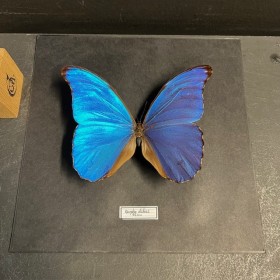 Entomological frame - Morpho Didius butterfly