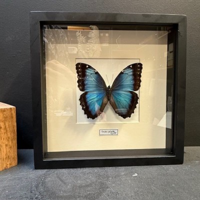 Papillon Morpho peleïdes - Cadre entomologique