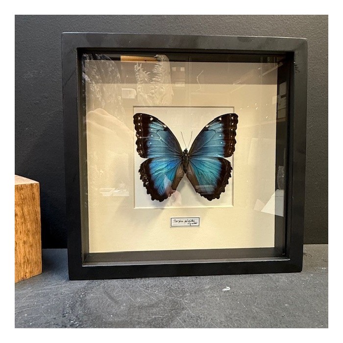 Entomological frame- Morpho peleides butterfly