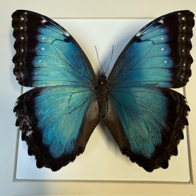 Papillon Morpho peleïdes - Cadre entomologique