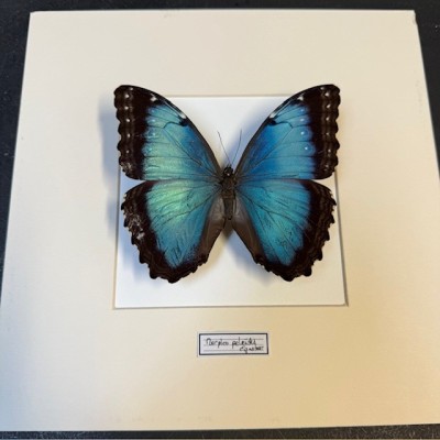 Entomological frame- Morpho peleides butterfly