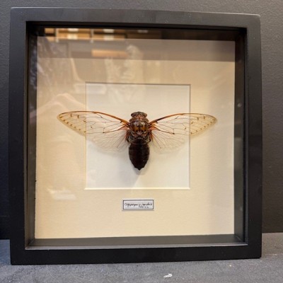 Cigale impératrice - Megapompia imperatoria - Cadre entomologique