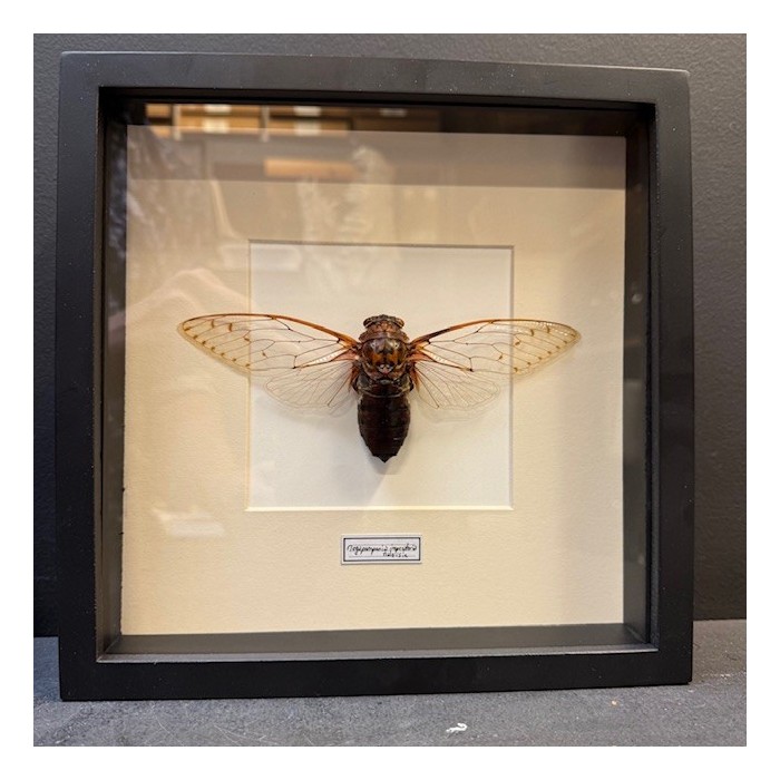 Empress cicada - Megapomponia imperatoria - Entomologic frame Empress cicada - Megapomponia imperatoria - Entomologic frame