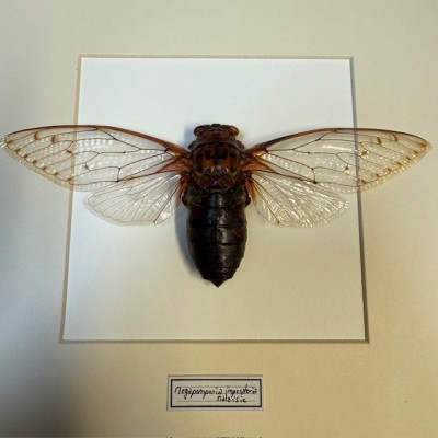 Cigale impératrice - Megapompia imperatoria - Cadre entomologique