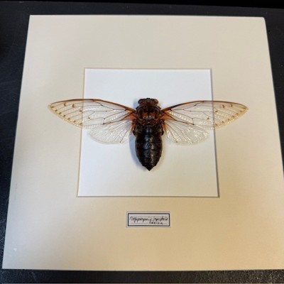 Cigale impératrice - Megapompia imperatoria - Cadre entomologique