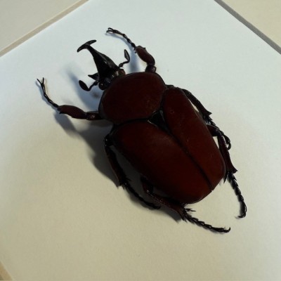 Scarabée Fornasinius russus - Cadre entomologique