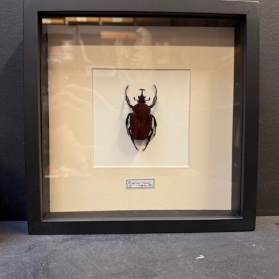 Scarabée Fornasinius russus - Cadre entomologique
