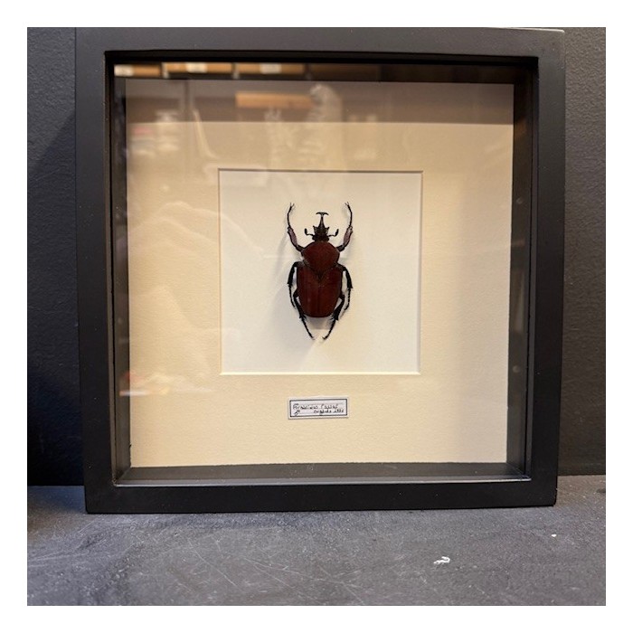 Scarabée Fornasinius russus - Cadre entomologique