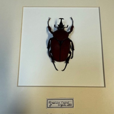 Scarabée Fornasinius russus - Cadre entomologique