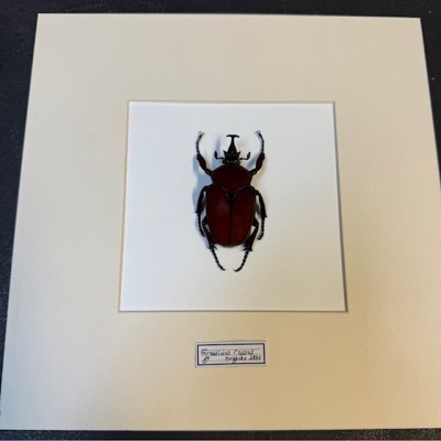 Scarabée Fornasinius russus - Cadre entomologique