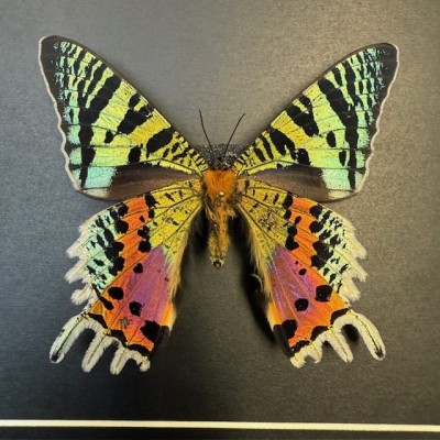 Madagascan sunset moth - Chrysiridia rhipheus butterfly frame