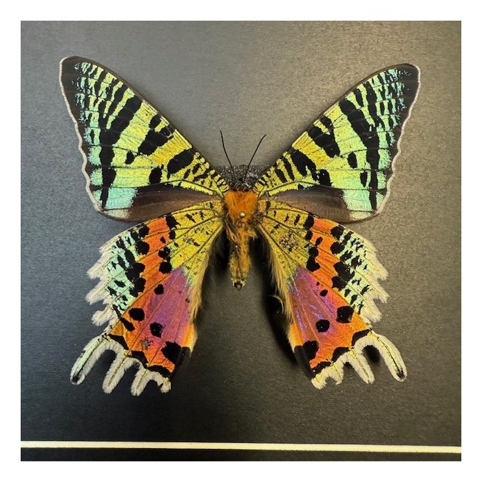 Madagascan sunset moth - Chrysiridia rhipheus butterfly frame Madagascan sunset moth - Chrysiridia rhipheus butterfly frame