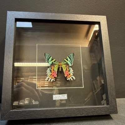 Madagascan sunset moth - Chrysiridia rhipheus butterfly frame