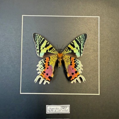 Madagascan sunset moth - Chrysiridia rhipheus butterfly frame