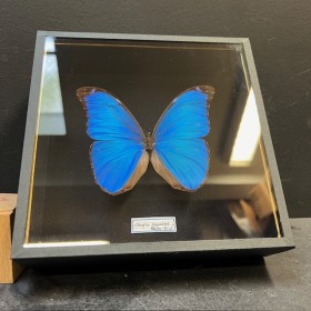 Papillon Morpho Menelaus - Morpho bleu - Boîte entomologique reliée