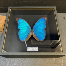 Papillon Morpho Menelaus - Morpho bleu - Boîte entomologique reliée