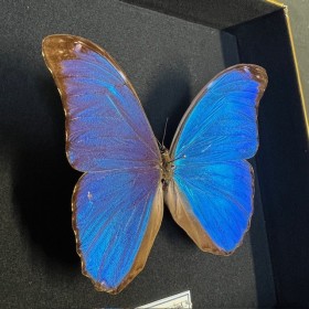 Papillon Morpho Menelaus - Morpho bleu - Boîte entomologique reliée