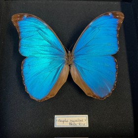 Papillon Morpho Menelaus - Morpho bleu - Boîte entomologique reliée