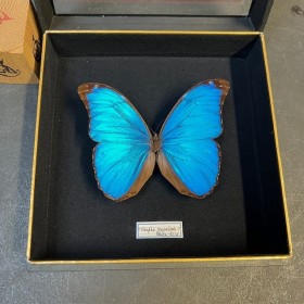 Papillon Morpho Menelaus - Morpho bleu - Boîte entomologique reliée