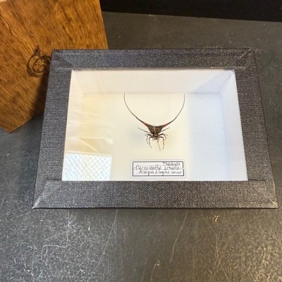 Boite entomologique: Araignée à cornes de Thaïlande