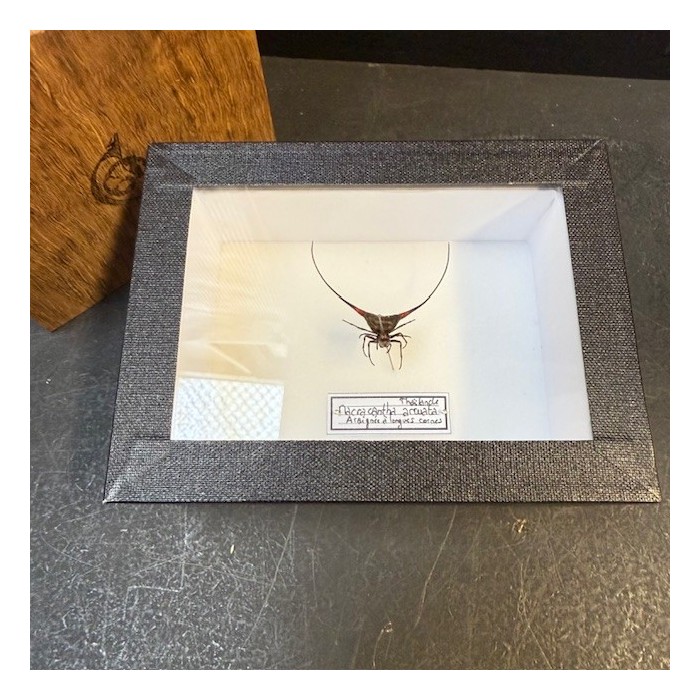 Entomological box - Orb-weaver spider - Macracantha arcuata Entomological box - Orb-weaver spider - Macracantha arcuata