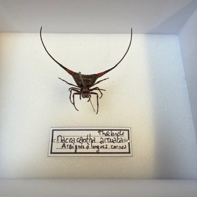 Boite entomologique: Araignée à cornes de Thaïlande