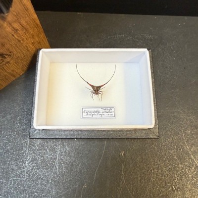 Boite entomologique: Araignée à cornes de Thaïlande