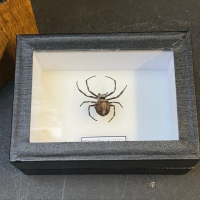 Araignée noire de Darwin - Caerostris darwini