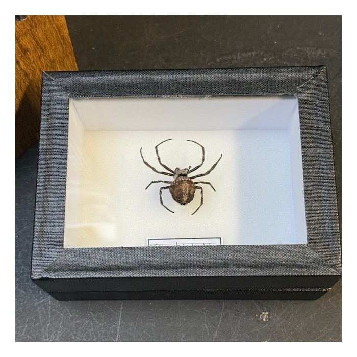 Araignée noire de Darwin - Caerostris darwini