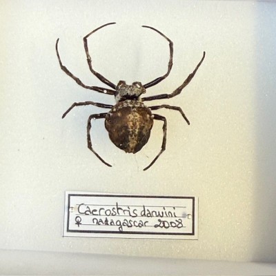 Araignée noire de Darwin - Caerostris darwini