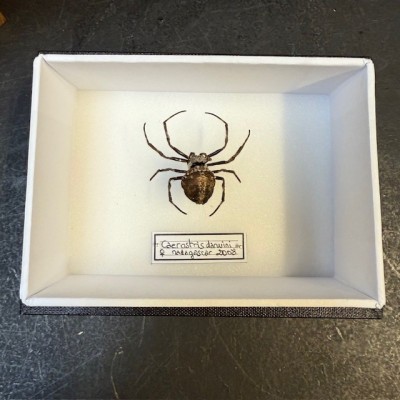Araignée noire de Darwin - Caerostris darwini