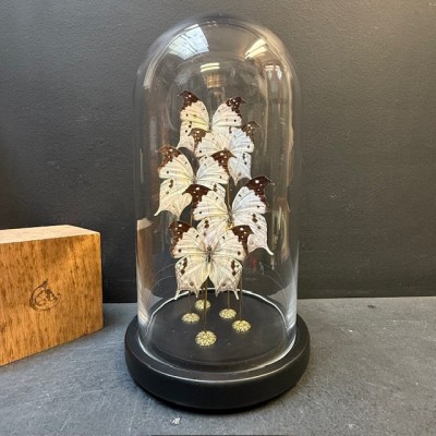 Flight of butterflies: 5 Salamis duprei under glass dome