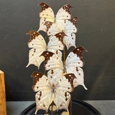Flight of butterflies: 5 Salamis duprei under glass dome