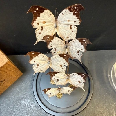 Flight of butterflies: 5 Salamis duprei under glass dome