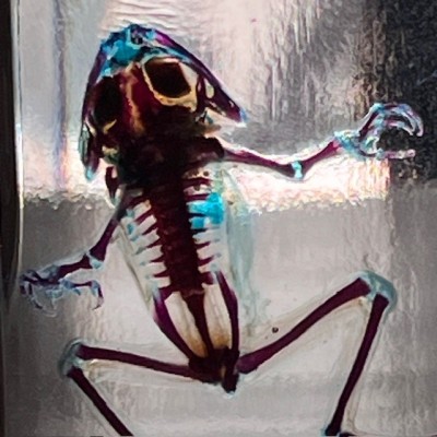 Diaphanization of a marsh frog - Pelophylax ridibundus crossbred