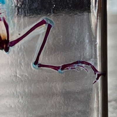 Diaphanization of a marsh frog - Pelophylax ridibundus crossbred