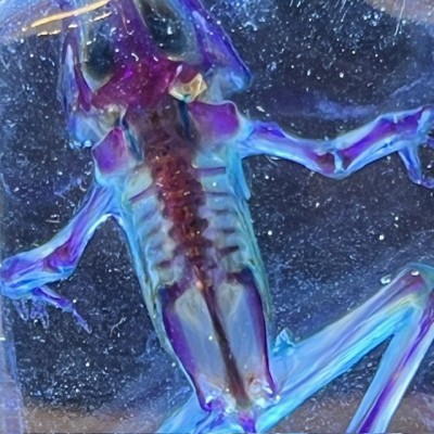 Diaphanization of a marsh frog - Pelophylax ridibundus crossbred