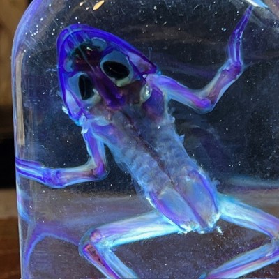 Diaphanization of a marsh frog - Pelophylax ridibundus crossbred