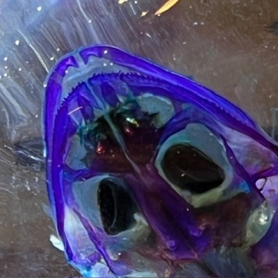 Diaphanization of a marsh frog - Pelophylax ridibundus crossbred