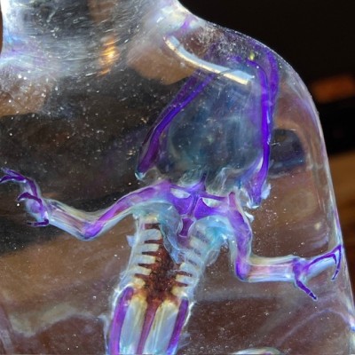 Diaphanization of a marsh frog - Pelophylax ridibundus crossbred