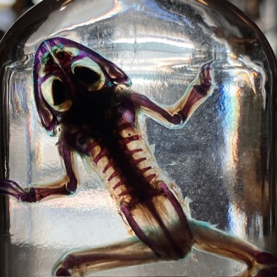 Diaphanization of a marsh frog - Pelophylax ridibundus crossbred