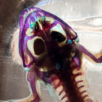 Diaphanization of a marsh frog - Pelophylax ridibundus crossbred