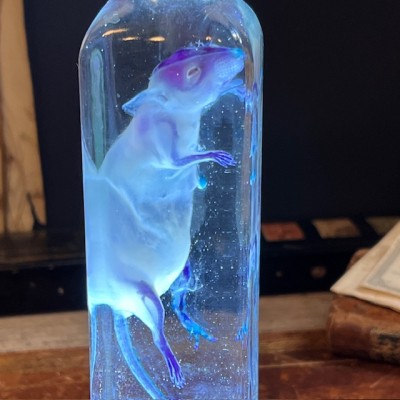 Diaphanie de souris - Mus musculus